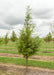 A single Dawn Redwood in the nursery with green leaves, and conical shape.