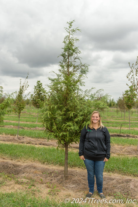 Redwood in the nursery with a person standing next to the tree to show its height. Their hip is at the lowest branch.