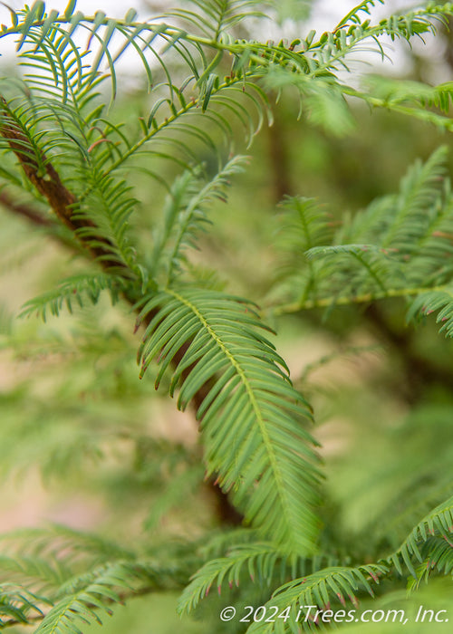 Closeup of green needle-like leaves.