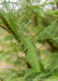 Closeup of green needle-like leaves.