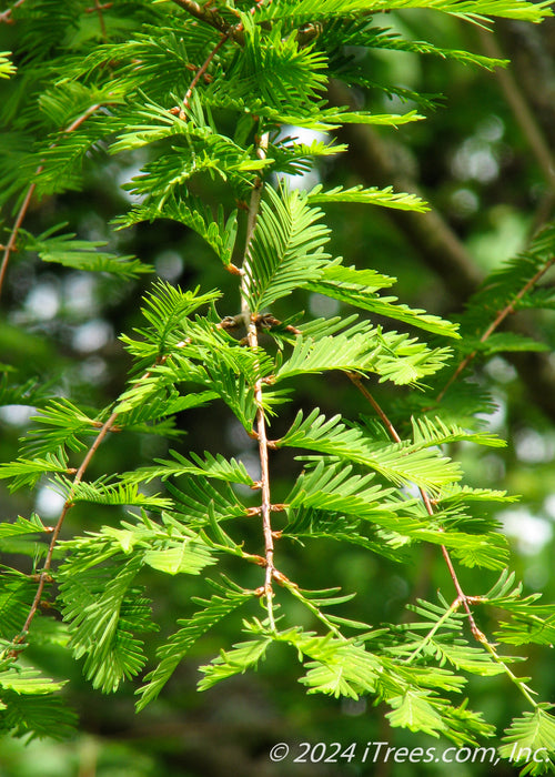 Closeup of a branch showing twiglets of bright green leaves.