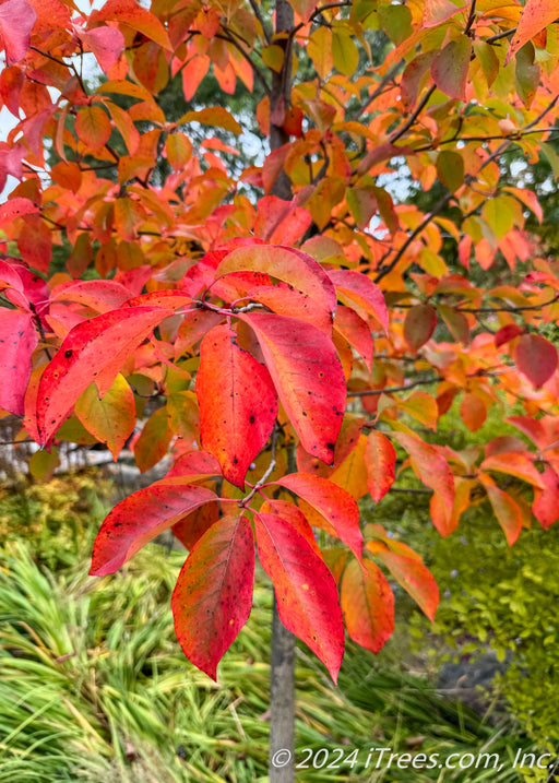 Closeup of bright red-orange fall color