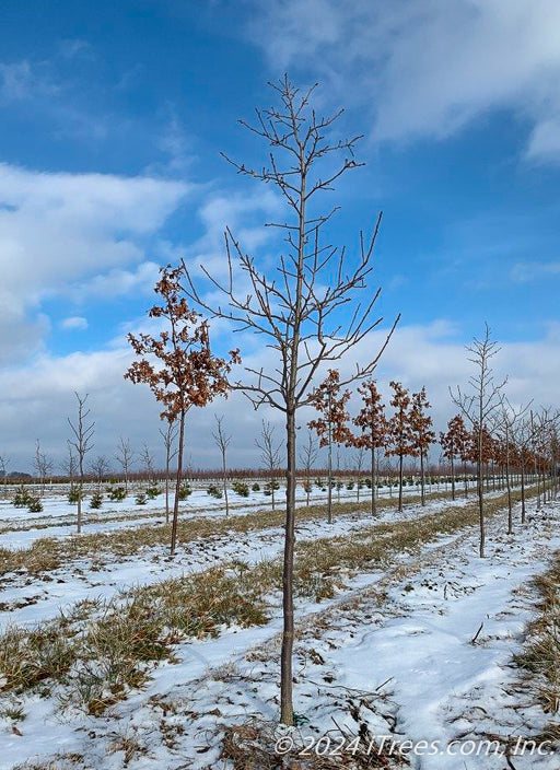 Northern Splendor Honeylocust rests in dormancy in winter at the nursery without leaves.  Marcescent Oaks are in the background with a cloudy blue sky, and snow on the ground. 