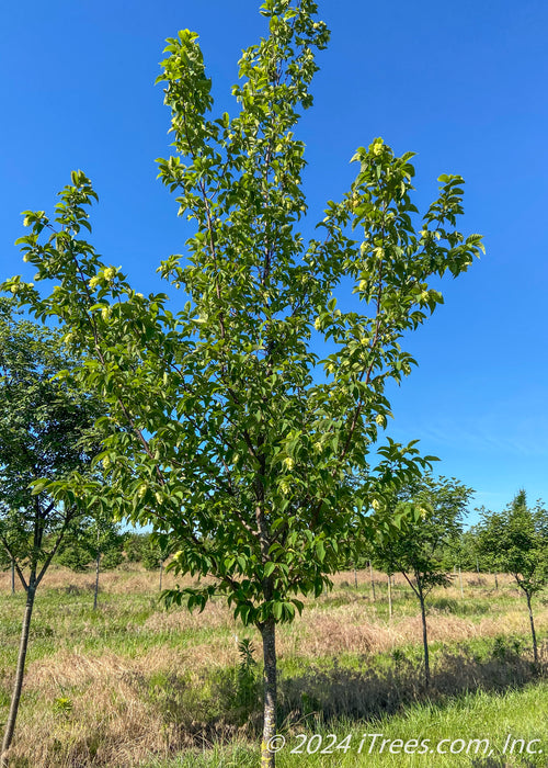 American Hophornbeam grows in the nursery with green leaves.