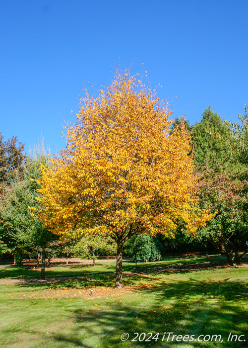 Maturing American Hophornbeam with bright yellow fall color.