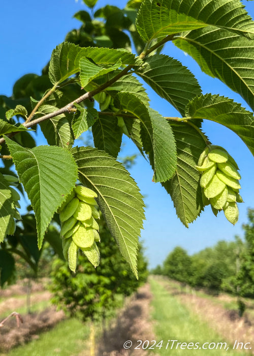 Closeup of bright green serrated leaves and newly emerged hop-like fruit.