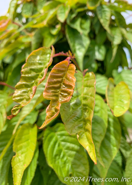 Closeup of newly emerging leaves.