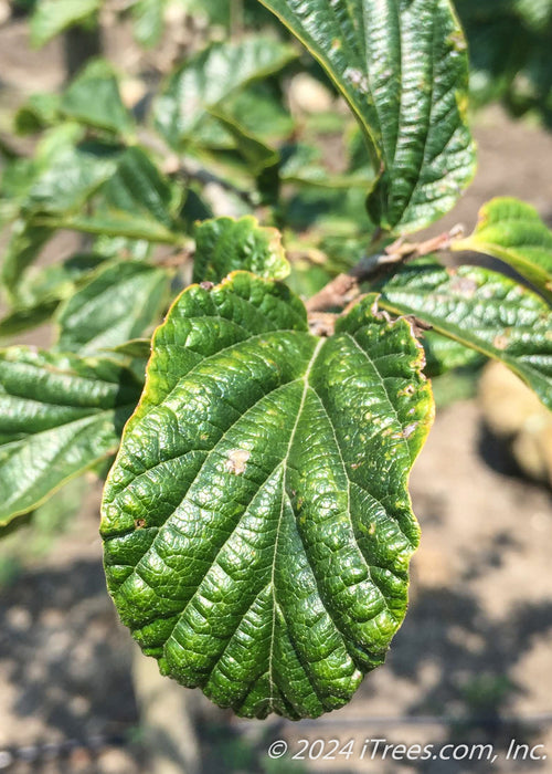 Closeup of green shiny leaf.