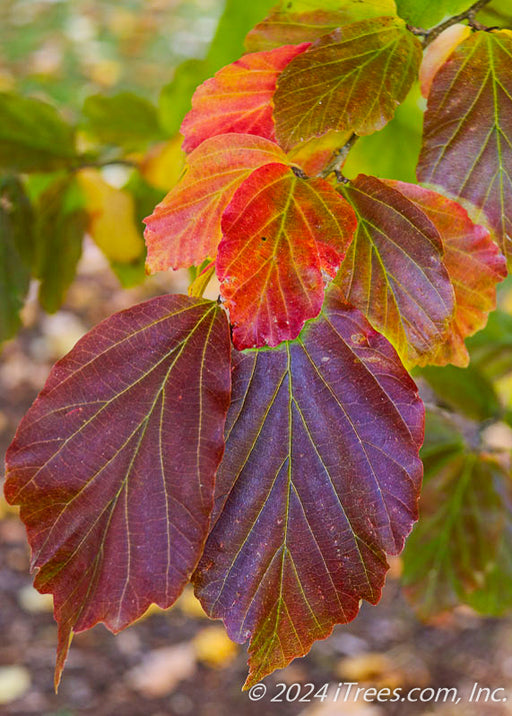 Closeup of deep purple, red and yellow fall leaves.