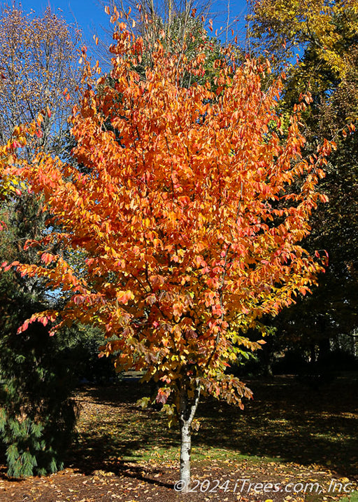 Ruby Vase Persian Parrotia with fiery yellow-orange to red fall color.