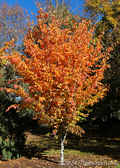 Ruby Vase Persian Parrotia with fiery yellow-orange to red fall color.