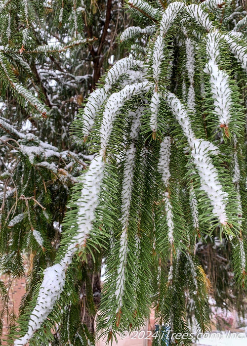 Closeup of long drooping needles covered in fresh snow.