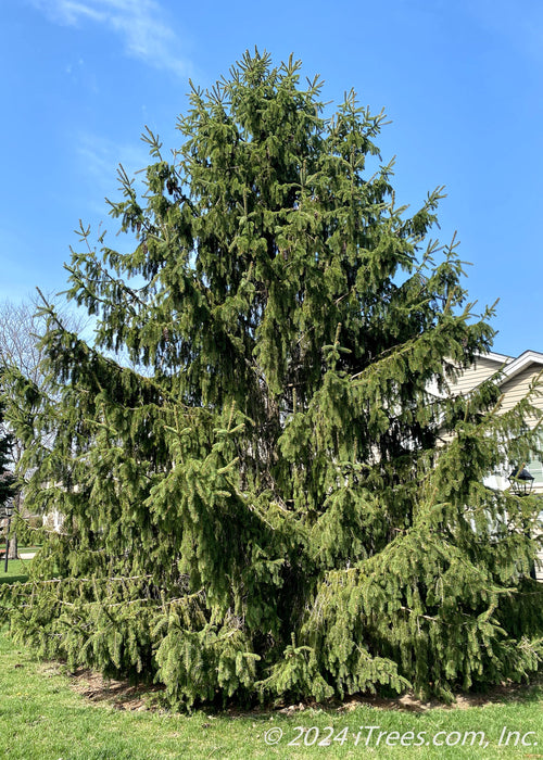 A maturing Norway Spruce with a strong pyramidal form from top to bottom, and long drooping branches and needles. A house and blue sky are in the background.