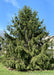 A maturing Norway Spruce with a strong pyramidal form from top to bottom, and long drooping branches and needles. A house and blue sky are in the background.