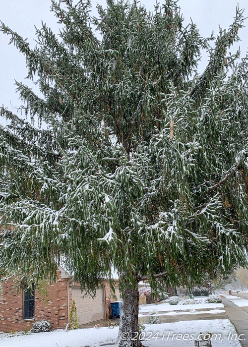 A large mature Norway Spruce in winter with snow on its long dropping branches and needles. A brick home, garage, and snow on the ground in the background.