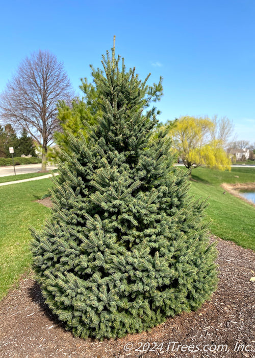 Black Hills spruce planted in a berm along a pond and walking path in a subdivision.