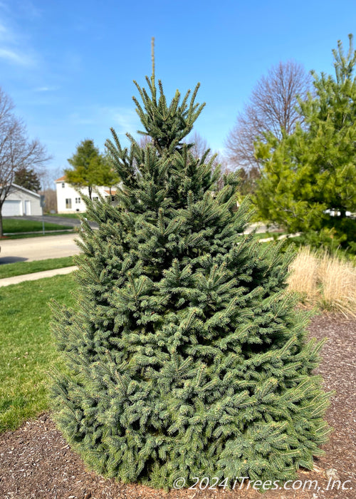 Black Hills spruce with dark green needles planted in a natural area along a walking path in a subdivision.