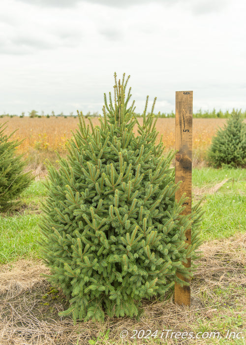 Black Hills Spruce grows in a nursery row with a large ruler standing next to it to show its height.