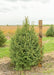 Black Hills Spruce grows in a nursery row with a large ruler standing next to it to show its height.