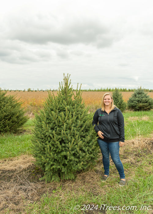 Black Hills Spruce grows in the nursery and shows a person standing nearby to show the height comparison.