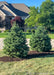 Newly planted Black Hills Spruce in a front yard berm.