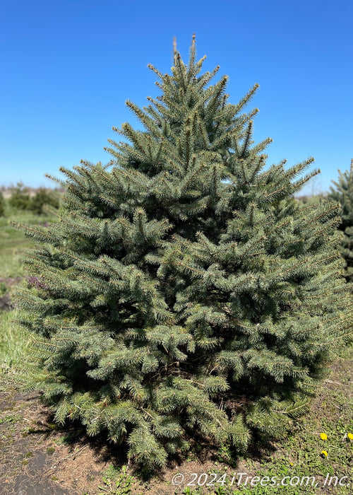 Blue Diamond Blue Spruce grows in the nursery and shows dark blueish green needles with the blue sky in the background.