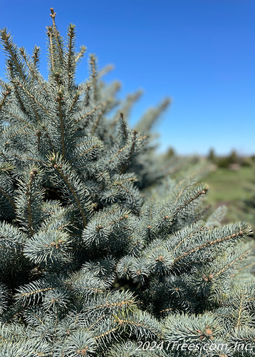 Closeup of dark greenish blue needles to the left hand side, and the blue sky in the background.