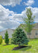 View of a Colorado Blue Spruce in a mix of other trees for privacy and screening in a backyard.