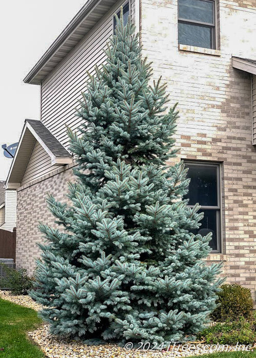 Colorado Blue Spruce planted in a front landscape bed against the house.