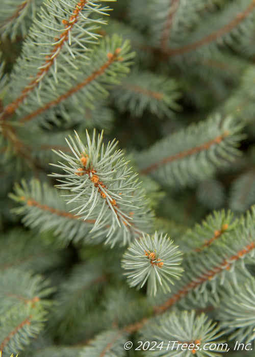 Closeup of the top of a spruce branch showing spiral pattern of the needles going down the needle.