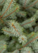 Closeup of the top of a spruce branch showing spiral pattern of the needles going down the needle.