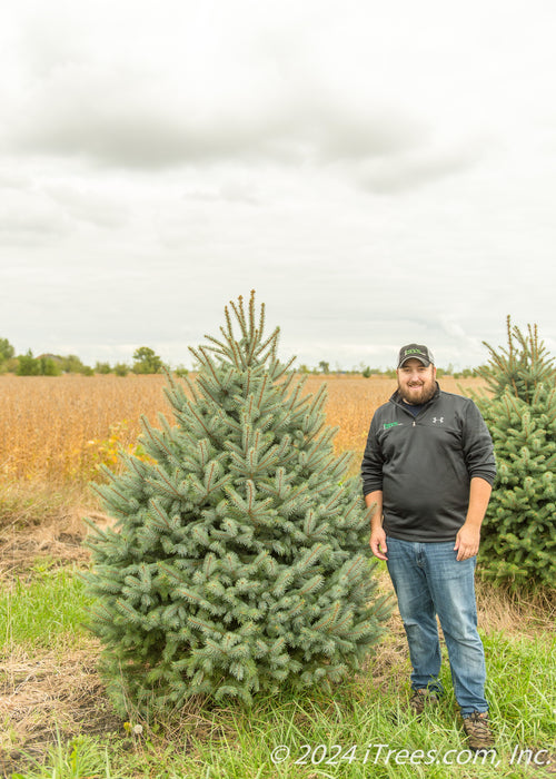 Colorado Blue Spruce grows in the nursery and has a person standing nearby for height comparison.