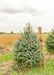Colorado Blue Spruce in the nursery with a large ruler standing next to it to show its height.