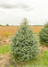 A single Colorado Blue Spruce grows in a nursery row.