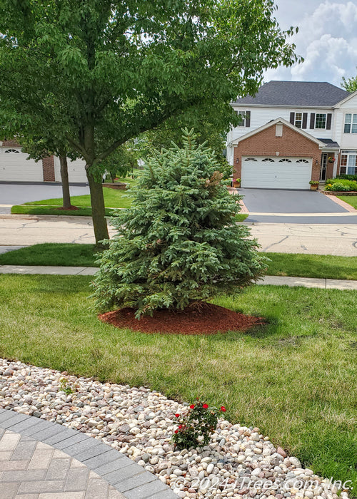 Newly planted Colorado Blue Spruce in a front yard near the sidewalk and driveway.