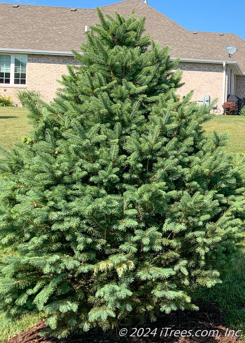 Newly planted Colorado Blue Spruce in a backyard for privacy and screening.