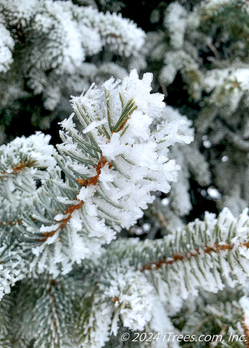 Closeup of Colorado Blue Spruce needles with freshly fallen snow.