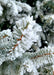 Closeup of Colorado Blue Spruce needles with freshly fallen snow.