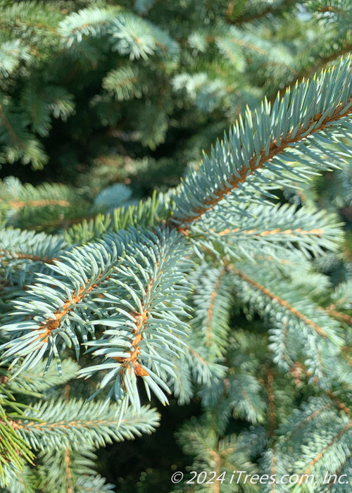 Closeup of newly emerged blue needles.