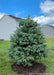 Newly planted Colorado Blue Spruce in a backyard.