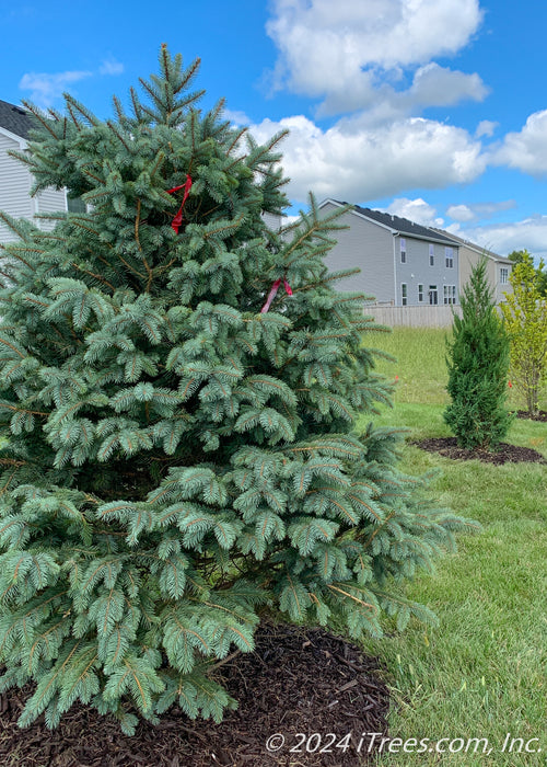 Closeup of a newly planted Colorado Blue Spruce in a backyard.