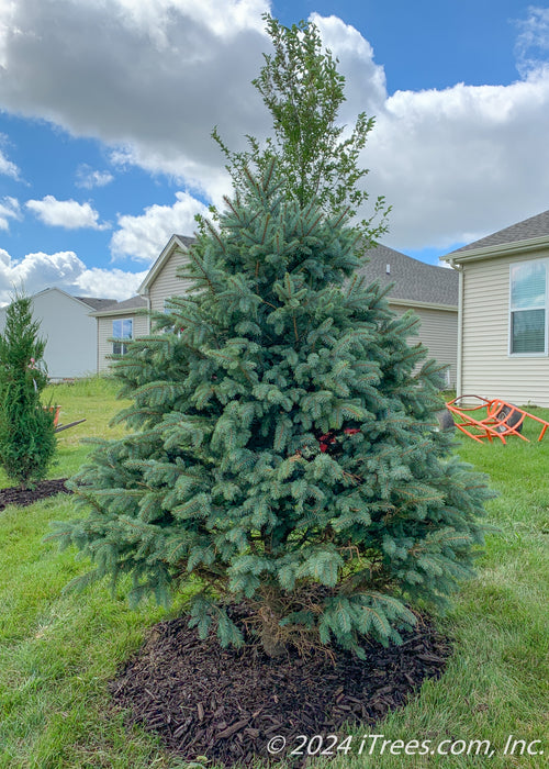 Newly planted Colorado Blue Spruce planted in a backyard for privacy and screening.