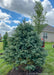 Newly planted Colorado Blue Spruce in a backyard for privacy and screening.