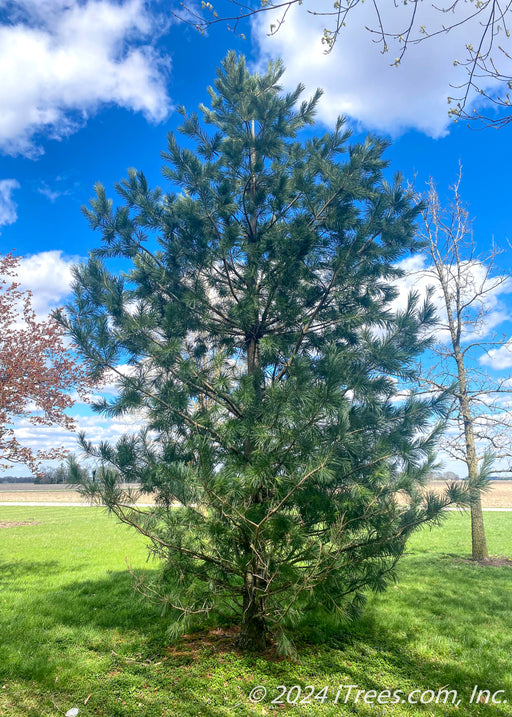 A maturing Vanderwolf Pine planted in an open area of a yard.