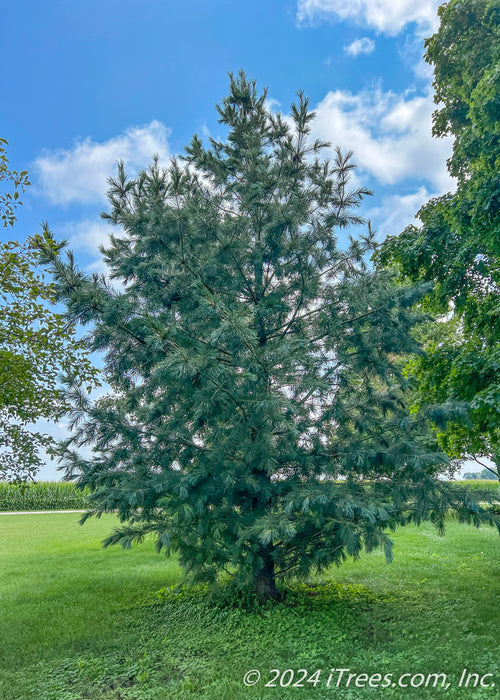 A maturing Vanderwolf's Pine in an open area of a yard.