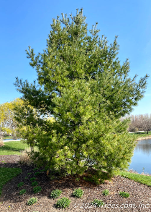 A maturing White Pine tree planted along a retaining pond in a subdivision.