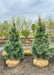 Two Domingo White Pine trees in the nursery's yard with dark blueish-green needles.