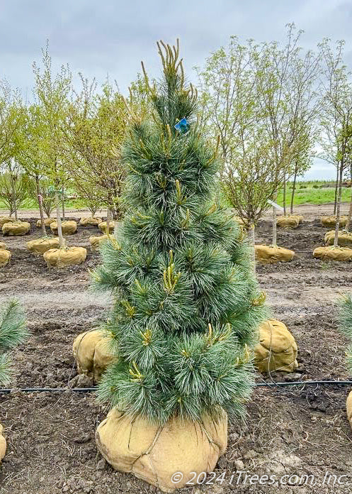A single Domingo Pine in the nursery's yard showing tight upright branching and dark blueish-green needles.