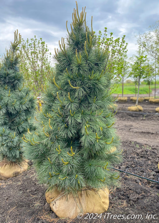 Domingo White Pine in the nursery's yard with dark blueish-green needles.