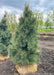 Domingo White Pine in the nursery's yard with dark blueish-green needles.